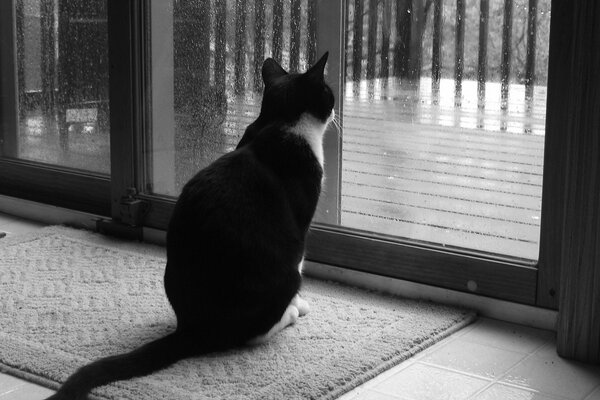 Près de la fenêtre attend le chat du propriétaire à la maison