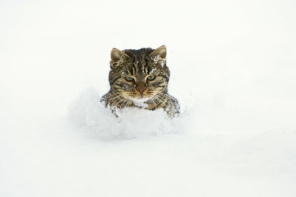 Bel gatto che nuota in un cumulo di neve