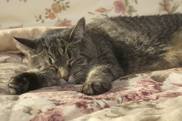 Sommeil fort d un chat sur une couverture