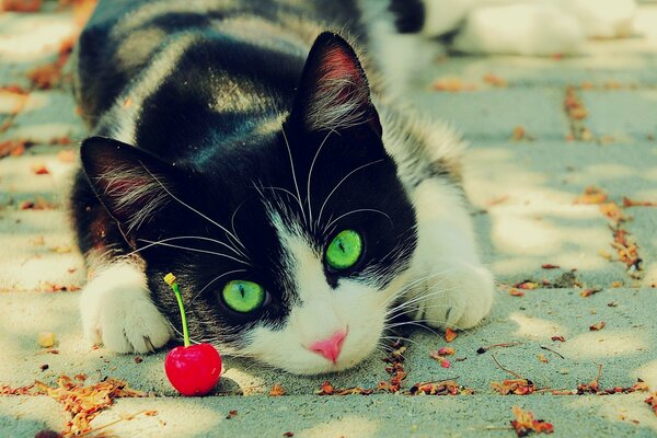 The green-eyed cat is lying with a cherry