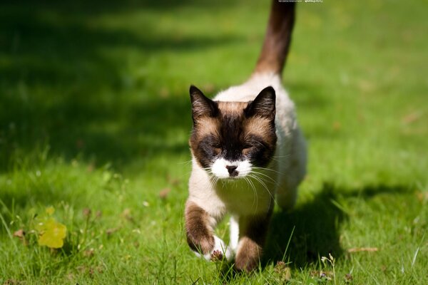 Gato corriendo por la hierba verde en un día soleado