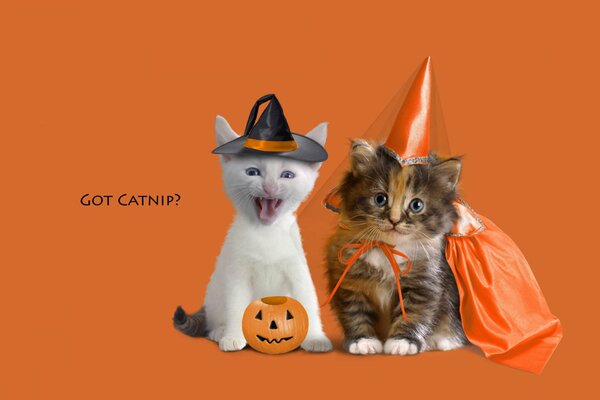 Cute kittens meet Halloween