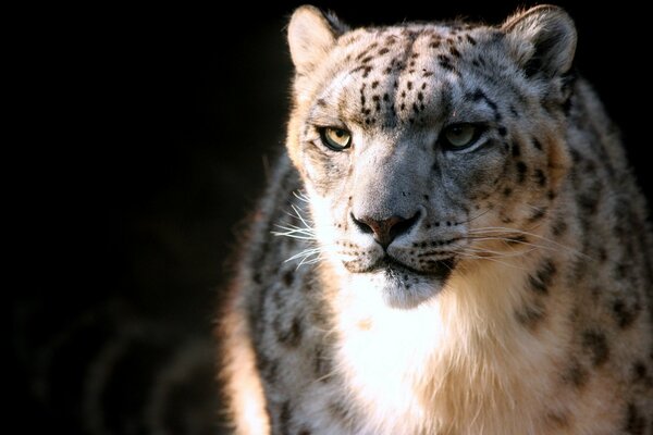 El leopardo de las Nieves Mira hacia adelante