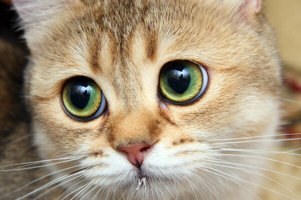 A red-haired cat with green eyes