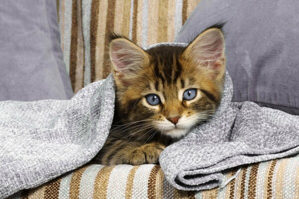 A kitten with blue eyes under a blanket