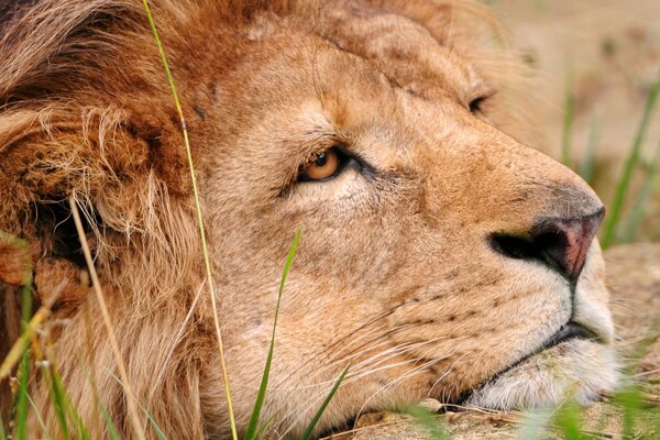 A sad lion is lying on the ground