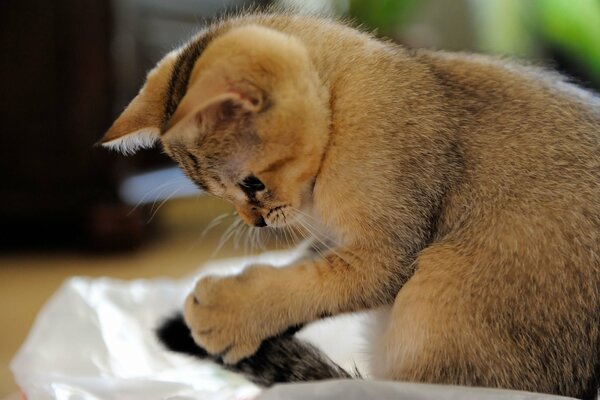 Kitten playing close-up