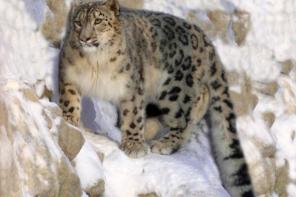 Wild cat on a rock