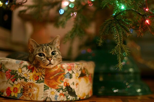 A cat on a pillow near a Christmas garland