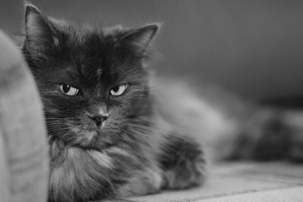 Black and white photo of a lying cat