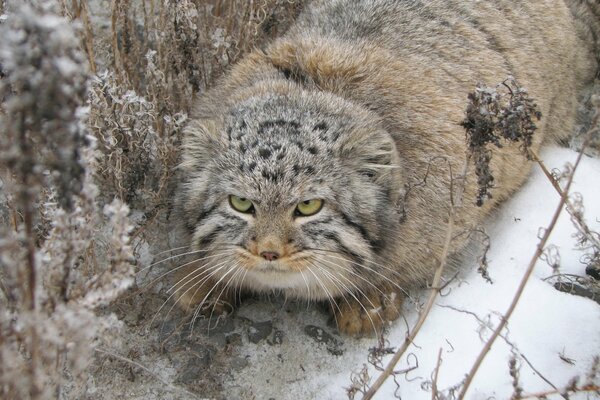 Manul depredador en el bosque de invierno