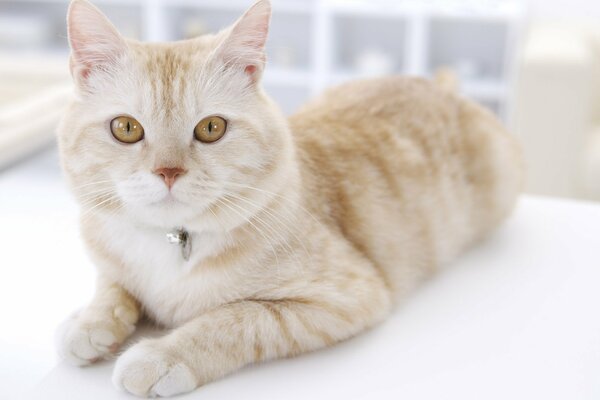 Chat roux avec pendentif vous regarde