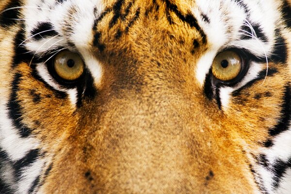 The tiger looks into your soul