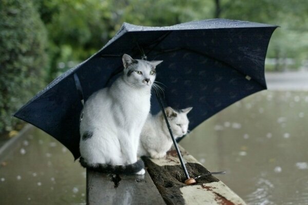 Dos gatos sentados bajo un paraguas