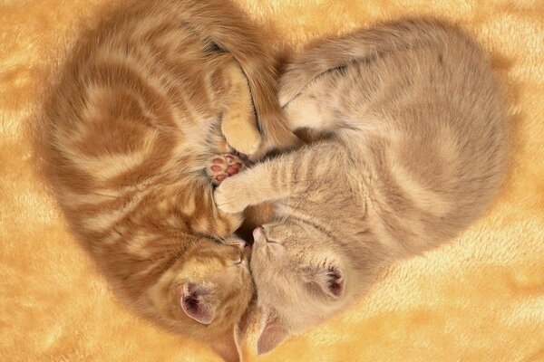 Two red kittens sleeping in the shape of a heart