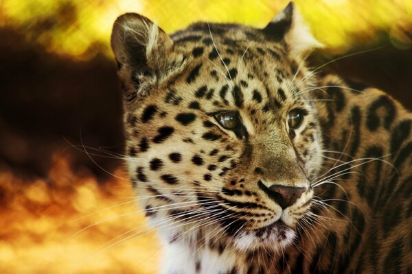 Il gatto leopardo macchiato guarda da vicino in lontananza