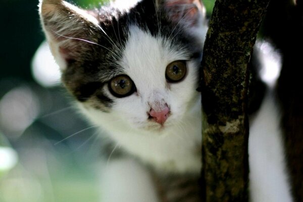 Cute cat face looks from a tree