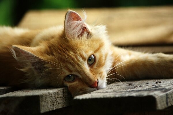 Le regard pensif d un chat couché