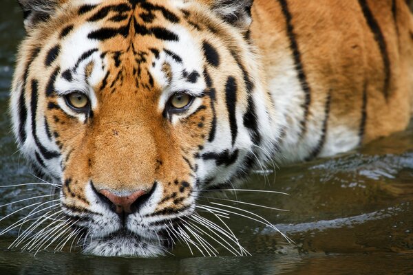 El tigre se baña en el agua