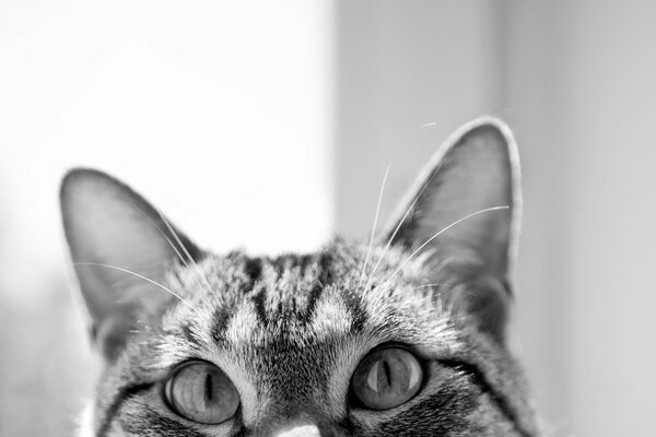 Curious eyes of a cat in black and white