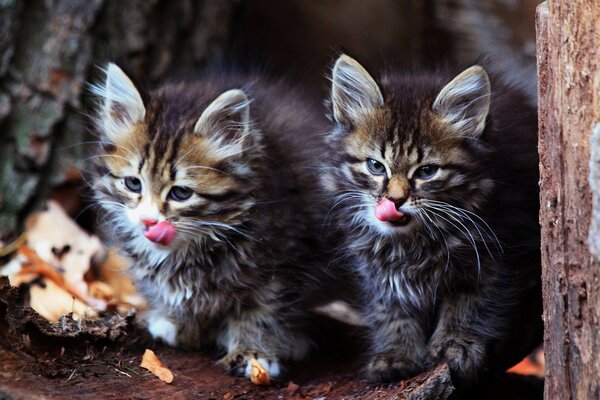 Smarte Fotos von Kätzchen mit braunem Fell