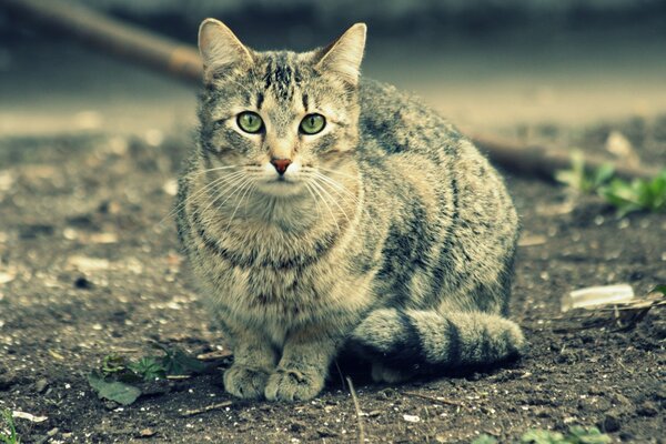 Cool chat construit les yeux