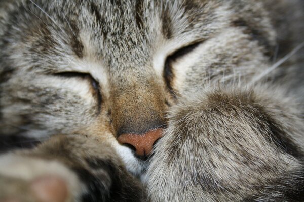 Mascota peluda dormida