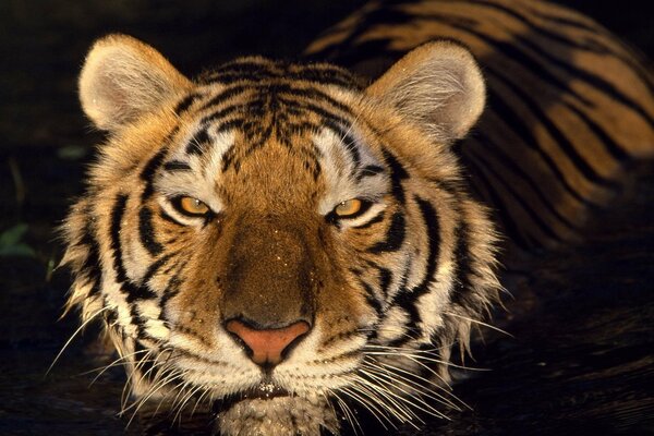 Der räuberische Blick eines Tigers aus den Tiefen des Wassers