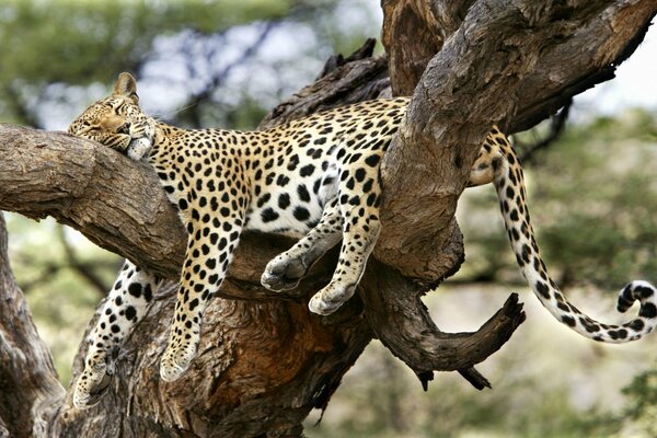 Fatigué) sur un énorme arbre parmi les branches, un léopard s est installé pour se reposer