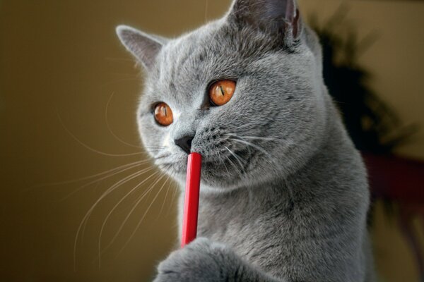 Gato británico gris con lápiz