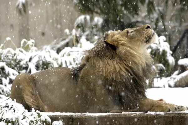 The lion lies on the snow and looks up at the falling snow