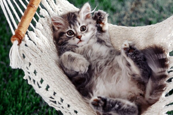 A small pockmarked fluffy kitten playfully swings in a linen hammock