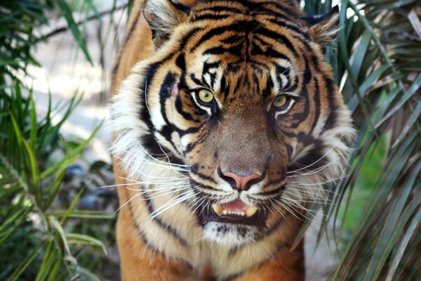 A picture of an evil tiger with its mouth slightly open