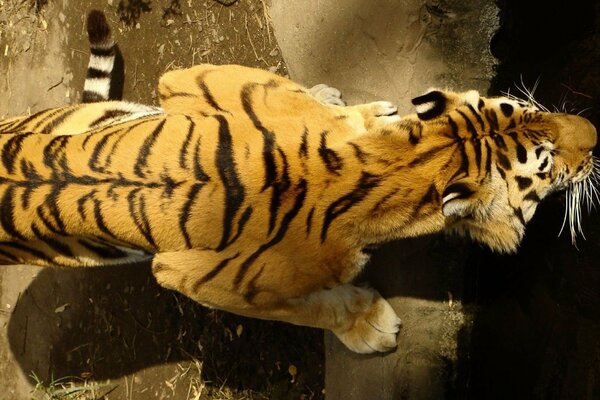 View of the tiger s back from above