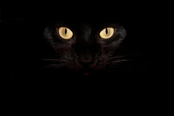 Black cat sitting in the dark