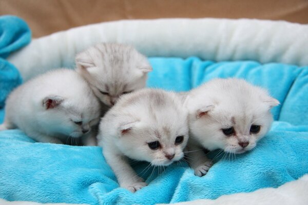 Pequeños gatitos en la cama se arrastran