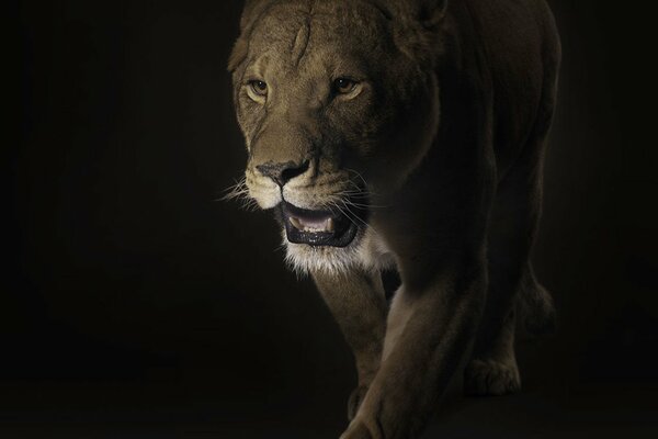 The lioness comes out of the shadows. Predator in the shadows