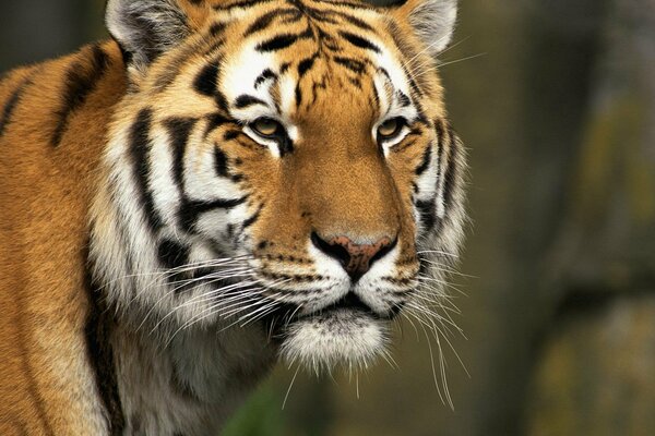 Tiger im Wald. Ein Raubtier, ein Tier in der Natur