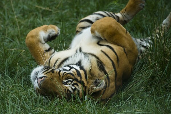 Gato grande-tigre rayado