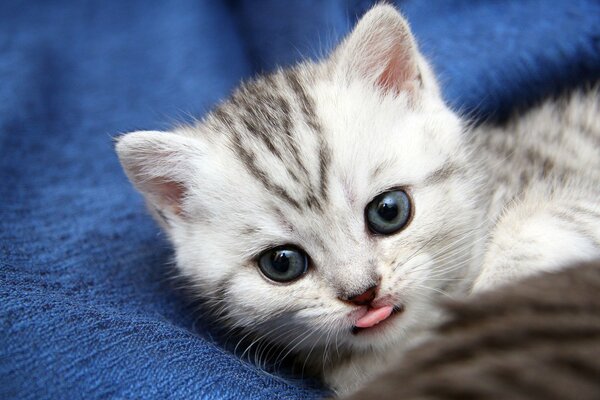 A small striped kitten lies cute and licks its lips
