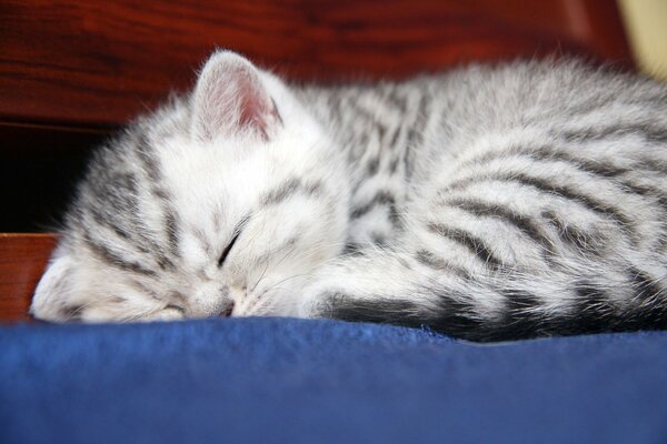 A pretty kitten is sleeping