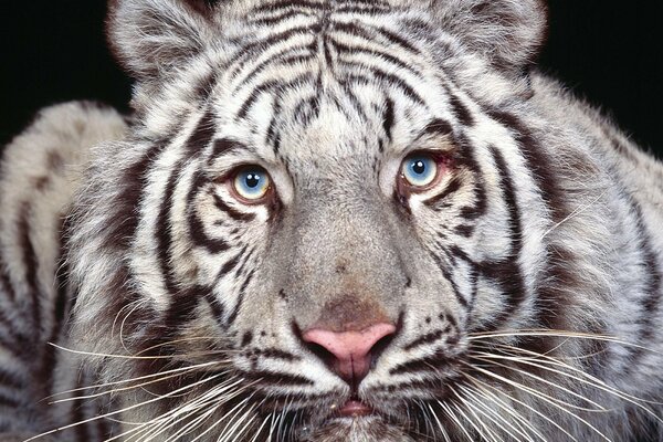 Ein weißer Tiger. Blaue Augenfarbe