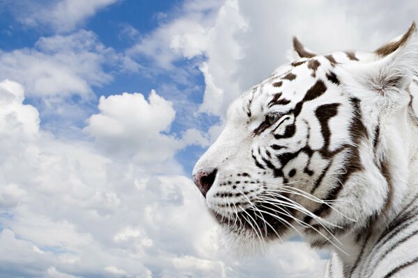 Ein wichtiger weißer Tiger auf einem Hintergrund von Wolken