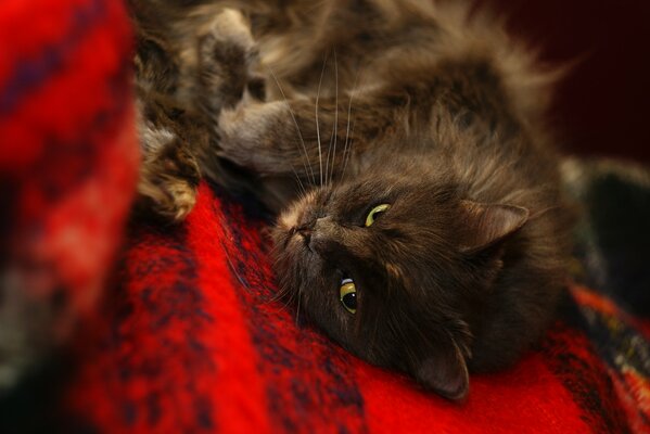 Gato negro acostado en una colcha roja