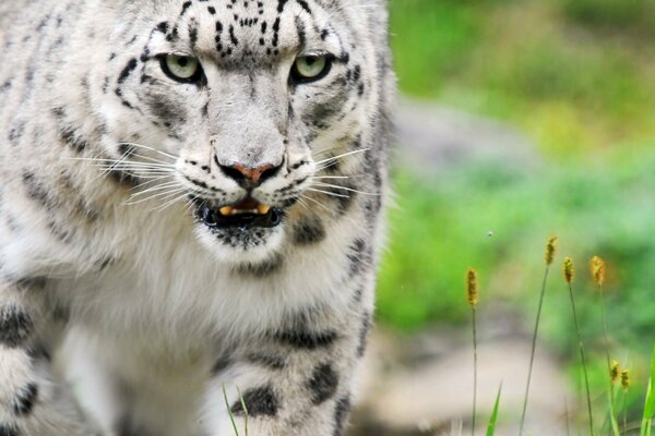 Un animal salvaje de la familia de los gatos a la espera de una víctima