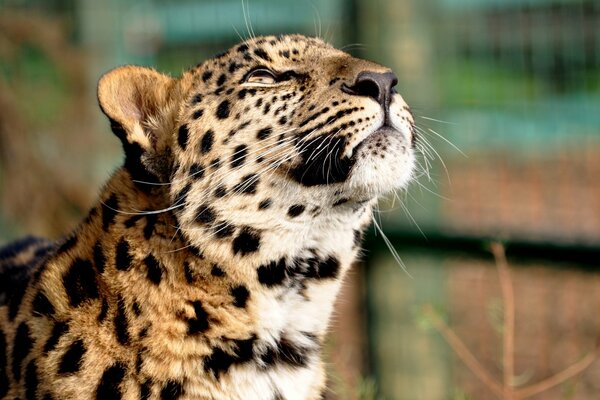 Leopard hob den Kopf schnüffelt