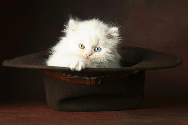 A kitten with different eye color is sitting in a hat