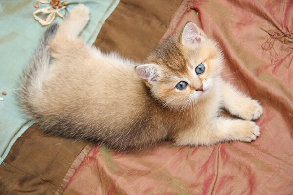 Chaton Rousse se repose sur un couvre-lit