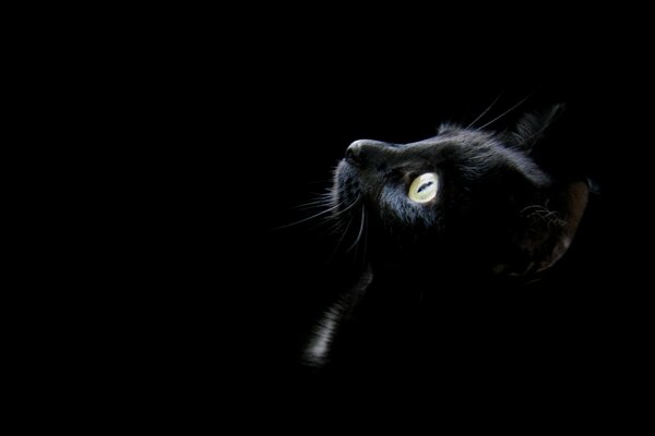 El gato negro se esconde en la oscuridad