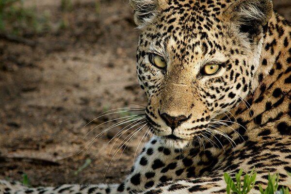 Леопард лежит и смотрит на камеру
